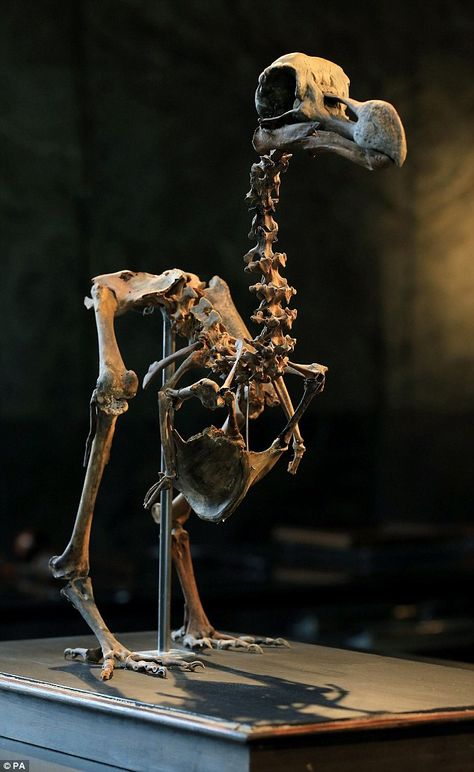 Dodo Skeleton, Bird Skeleton, Finding Animal Bones, Pterodactyl Skeleton, Bird Bones, Dinosaur Bones Museum, Animal Skeletons, Prehistoric Wildlife, Dinosaur Skeleton