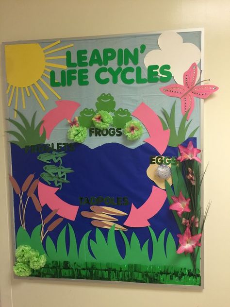 Frog Bulletin Board Ideas - Little Learning Corner Lifecycle Of A Frog Preschool, Frog Life Cycle Project, Frog Cycle Crafts Preschool, Life Cycle Bulletin Board Ideas, Life Cycle Of A Frog Craft, Animal Life Cycle Projects, Frog Bulletin Board Ideas, Frog Cycle, Frog Bulletin Boards