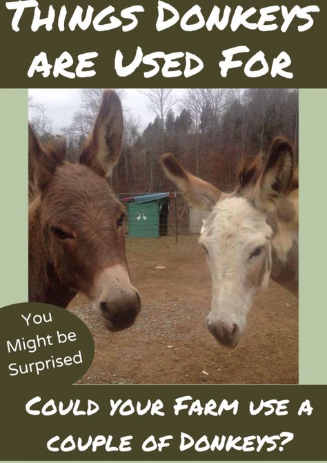 Uses For Donkeys Archives - The Donkey Listener Caring For Donkeys, Miniature Donkey Care, Donkey House Ideas, Donkey Barn Ideas, Guard Donkey, Farm Donkey, Donkey Training, Donkey Care, Mini Donkeys