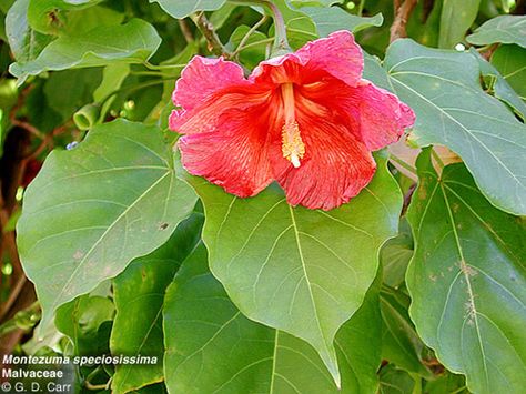 National flower - Flor de Maga Puerto Rican Flower Tattoo Hibiscus, Puerto Rico Flower, Flower Of Puerto Rico, Nicaragua Flower, Puerto Rico Landmarks, Fast Facts, Puerto Rico, Hibiscus, Plant Leaves