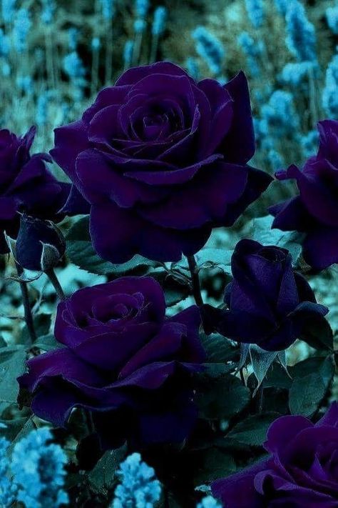 Purple Roses Wallpaper, Dark Purple Roses, Black Roses Wallpaper, Pretty Flowers Pictures, Gothic Flowers, Wallpaper Rose, Goth Garden, Rare Orchids, Burbank California