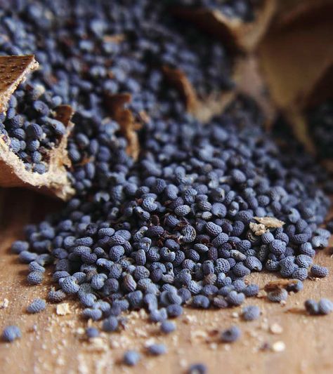 Poppy Seed Benefits, Turmeric Milk Benefits, Raisins Benefits, Seed Benefits, Soaked Almonds, Watermelon Benefits, Chia Seeds Benefits, Turmeric Milk, Ayurvedic Healing