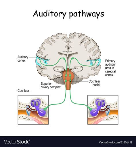 Human Ear Anatomy, Ear Anatomy, Vestibular System, College Nursing, Cerebral Cortex, Brain Connections, Human Ear, Brain Anatomy, Nerve Cell