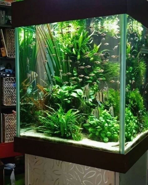 Fish Aquarium Decorations, Fish Tank Themes, Taman Air, Amazing Aquariums, Lots Of Plants, Diy Fish Tank, Aquascape Design, Fish Tank Design, Tropical Fish Tanks