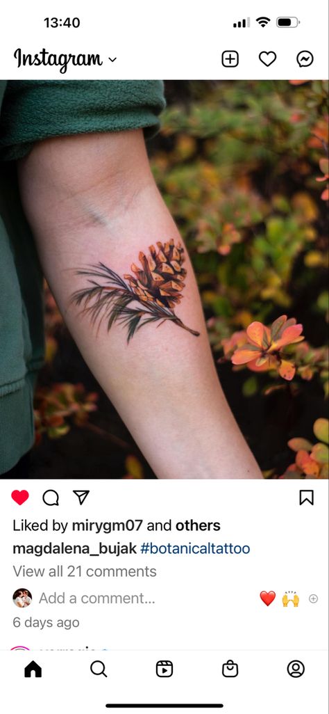 Pine Cone Tattoos, Jack Pine Tattoo, Pine Needle Tattoo, Ponderosa Pine Tattoo, Pine Branch Tattoo, Pine Cone Tattoo, Pinecone Tattoo, Cone Tattoo, Tree Tattoo Color