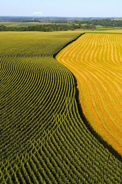 Farmscapes – 2011 Capture the Heart of America Photo Contest Beautiful Farm Land, Field Corn, Crop Field, Corn Field, Peisaj Urban, Farm Land, Farm Field, Aerial Images, Beautiful Farm