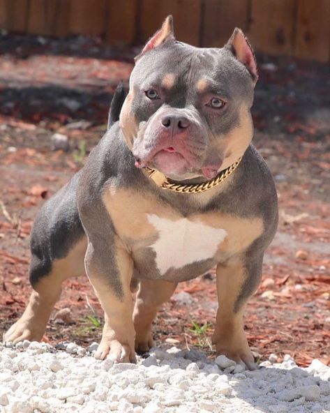 🇵🇷Palm Beach Exotic Bullies🇵🇷 on Instagram: “The father to our future stud 🤯 🦍 . . 🧬 PBC Legend 🧬 . . Zeus has some big paws to fill! . . @palacio_bullycamp @d0n_big0te . 4❌Magoo…” Pitbull Dog Tattoo, Pitbull Drawing, Cute Pitbulls, Ruff Ryders, Pitbull Dog Breed, American Bullies, Bully Breeds Dogs, Pitbull Art, Stud Dog