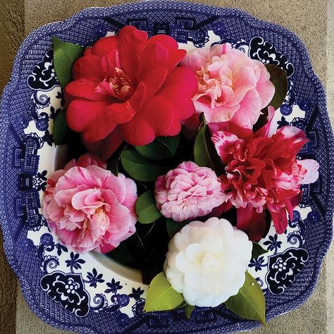 Pro tips on floating camellias in water, a Southern cool-weather tradition | Charleston SC | Charleston Magazine Joan Mcdonald, Charleston Gardens, Terrarium Bowls, Amaryllis Bulbs, Home Garden Plants, Camellia Flower, Flower Bowl, Holiday Market, Blue And White China