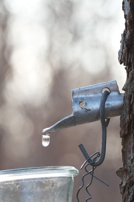 Sugaring Season is in Full Swing Syrup Photoshoot, Maple Tree Tattoo, Waldorf Verses, Tree Tapping, Waldorf Spring, Maple Tapping, Sugar Maple Tree, Maple Tree Tattoos, Tree Tat