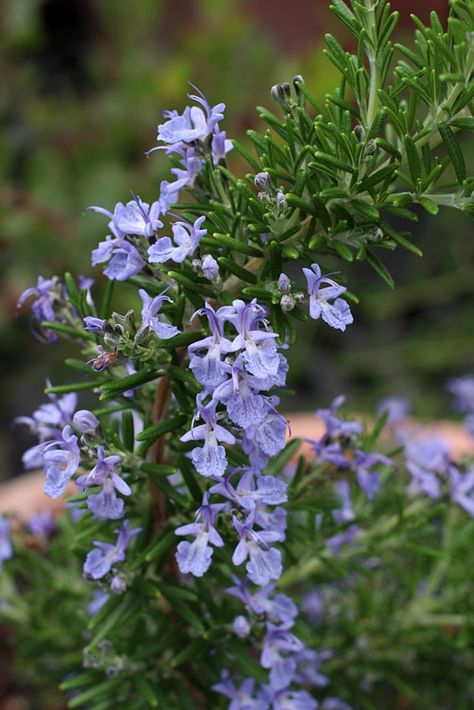 Rosemary Wallpaper, Rosemary Aesthetic, Rosemary Flower, Rosemary Herb, Growing Rosemary, Tattoo Plant, Rosemary Plant, Perennial Herbs, Rosmarinus Officinalis