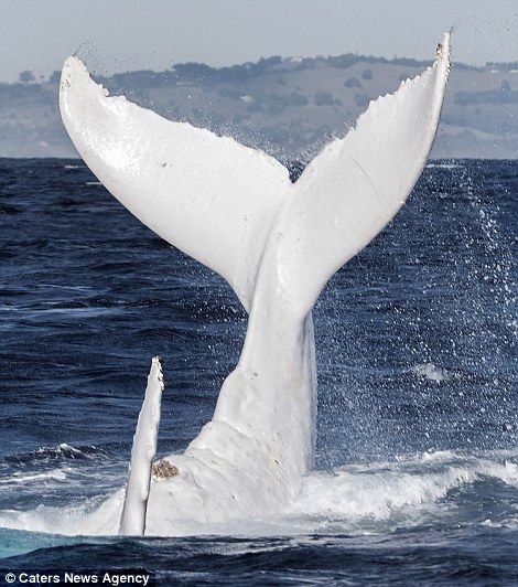 Albino humpback nicknamed Migaloo makes a rare appearance off the coast of Australia White Humpback Whale, Rare Albino Animals, Albino Animals, White Whale, A Whale, Rare Animals, Ocean Water, Marine Mammals, Whale Tail