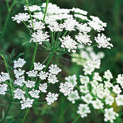 Moon Gardens, Wild Carrot, Growing Cut Flowers, Moon Circle, Crystal Vases, Summer Flowers Garden, Daucus Carota, Queen Anne's Lace, White Moon