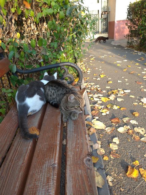 Sat on a bench and these cados joined Cat Napping, Inspirational Articles, Great Inspirational Quotes, Kitty Kitty, Inspirational Videos, Bench, Kittens, Kitty, Photography