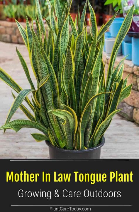 When growing Mother In Law Tongue plant outdoors the snake plant is happiest in bright indirect light. They make excellent potted specimens and handle temperatures over 70° or higher. [DETAILS] Mother In Law Tongue Plant Care, Mother In Law Plant Houseplant, Mothers Tongue Plant, Mother In Law Tongue Plant Outdoors, Mother In Law Tongue Plant, Mexico Garden, Mother In Law Plant, Plants 101, Outdoor Living Patios