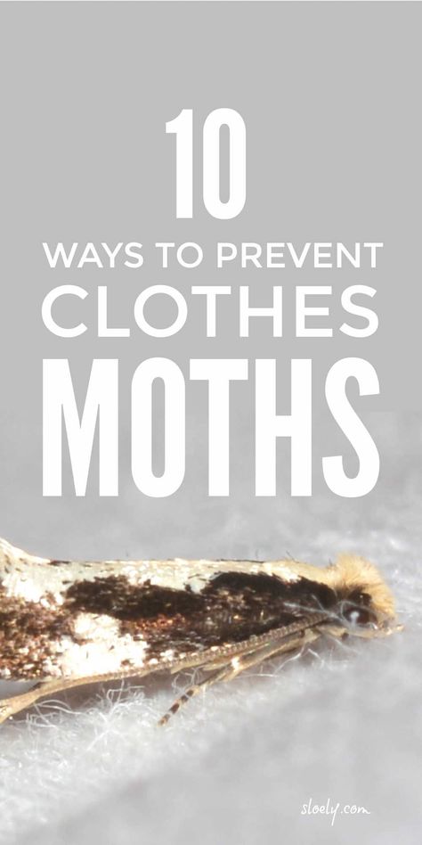 Learn how to prevent clothes moths with these must know moth repellant tips. They are the real secret to stopping moths making holes in your favourites clothes and to getting rid of moths and their larvae for good rather than essential oils and traps. #clothesmoths #getridofmoths #repelmoths #pestcontrol #householdpests Moths In Closet, Moth Holes In Clothes, Baby Moth, Getting Rid Of Moths, Get Rid Of Clothes, Natural Clothes, Moth Repellent, Household Pests, Country Recipes