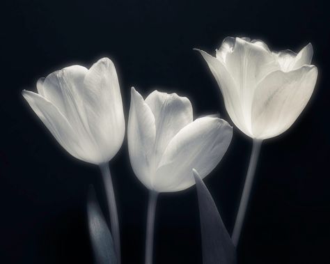 Monotone Art, Blue Chocolate, Black Tulips, Black Roses, Nothing But Flowers, Black And White Background, White Tulips, Language Of Flowers, Black White Photography