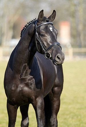 Deckhengst Celencio (Oldenburger) - Landgestüt Redefin Oldenburg Horse, Oldenburg, Dressage, Dream Life, Horses, Animals, Pins, Quick Saves, Nature