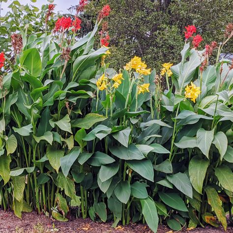 Canna Lily Landscaping, Canna Lilies, Canna Lily, Gardening Backyard, Victorian Garden, Beautiful Flowers Garden, Flowers Garden, Perennials, Flower Garden