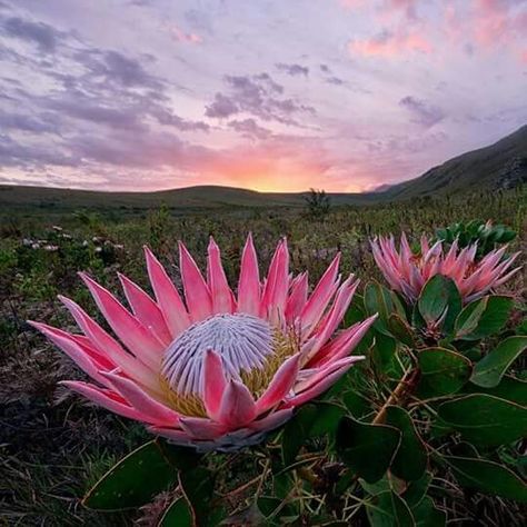 Konings protea Protea Plant, Protea Art, Africa Painting, Photos Flowers, Protea Flower, Australian Native Flowers, Colorful Plants, Flower Art Painting, Exotic Flowers