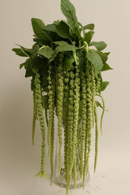 Green amaranthus - good to put on chuppah or structures where i want the flower to "drip" down Green Amaranthus, Flower Names, Plant Drawing, Tall Plants, Deco Floral, Amaranth, Arte Floral, Types Of Flowers, Flower Seeds