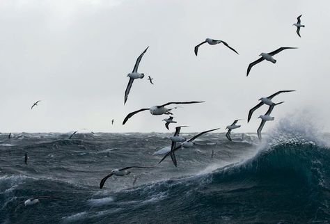 Nautical Aesthetic, Sea Storm, Lighthouse Keeper, Sea Level Rise, Travis Fimmel, Bird Wallpaper, Bird Photo, Birds Flying, Ocean Waves