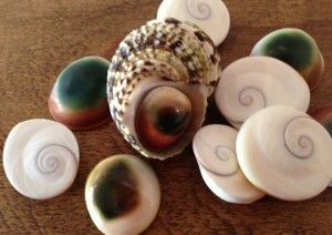 Shiva Eye, Seashell Jewelry, Shell Crafts, Shell Jewelry, Earrings Rings, Crystals Minerals, Shiva, Pendant Jewelry, The Amazing