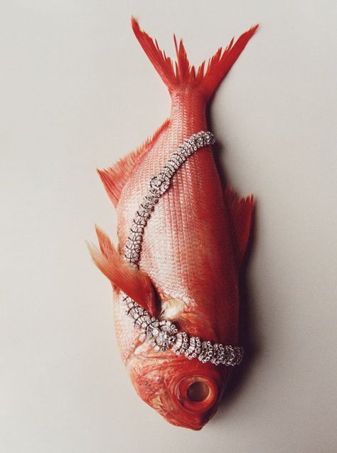 Fine Jewelry for Every Part of Your World Fish Still Life, Buccellati Necklace, Chris Rhodes, Fashion Jewelry Editorial, High Jewelry Bracelet, Part Of Your World, Creative Jewelry Photography, Fish Jewelry, Jewelry Editorial