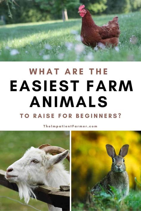 Best Farm Animals, Homesteading Animals, Raising Farm Animals, Farm Plans, Homesteading Skills, Urban Homesteading, Mini Farm, Backyard Farming, Homestead Survival