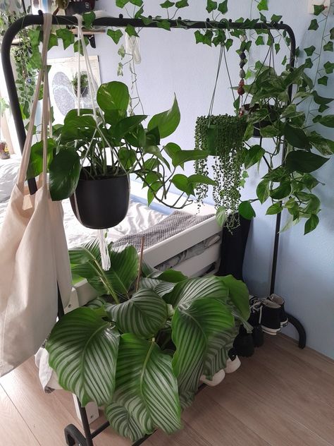 Green Plants Aesthetic Bedroom, Plants On Clothing Rack, Plant Phone Background, Plant Mom Aesthetic Bedroom, Artsy Plant Mom Aesthetic, Plant Mom Bedroom, Bedroom Full Of Plants, Plant Parent Aesthetic, Bedroom With Plants Aesthetic