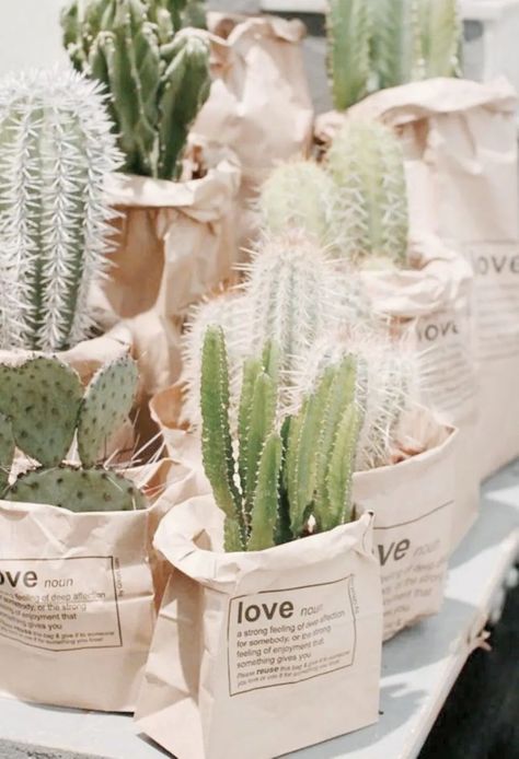 Cactus Wedding, Plants Are Friends, Cactus Y Suculentas, Deco Floral, Botanical Wedding, Desert Wedding, Pretty Plants, Cactus And Succulents, Plant Lady