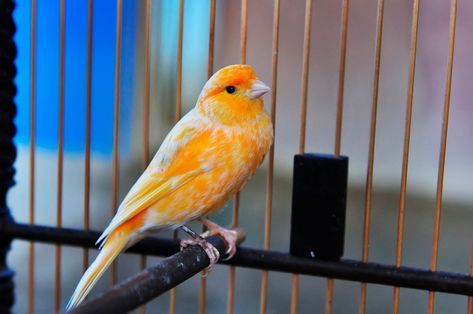 5 Things You Need to Know About Canaries Canaries Bird Pets, Pet Canary, Canary Cage, Birds For Sale, Canary Birds, White Canary, Zebra Finch, Lord God, Bird Cages