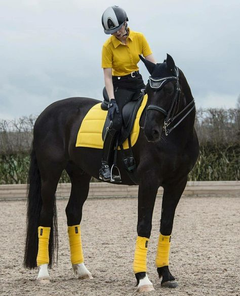 Yellow dressage outfit Black Heart Equestrian, Horse Riding Gear, Horse Riding Outfit, Rasy Koni, Equestrian Helmet, Horse Fashion, Horse Dressage, Black Horses, Friesian Horse