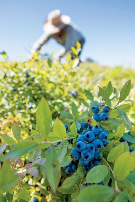 Blueberry Picking, Blueberry Farm, Berry Plants, Happy Farm, Harvest Recipes, Wild Blueberries, Bountiful Harvest, Fruit Garden, Wild Berry