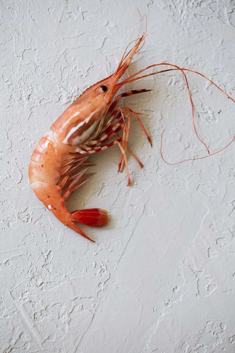 Shrimp Picture, Object Painting, Pet Shrimp, Spot Prawns, Fresno Chili, Cook Pictures, Ocean Collection, Crustaceans, Fish Sauce