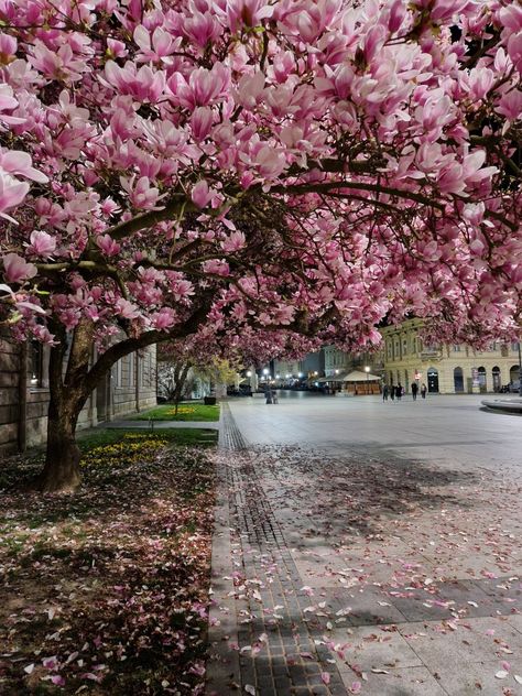 Spring, Slavonski Brod Slavonski Brod, Magnolia Trees, Magnolia