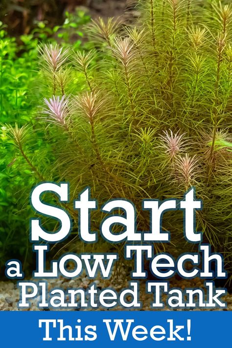 Low Tech Planted Tank, Fish Tank Substrate Ideas, Easy Aquarium Plants, Low Tech Planted Aquarium, Low Tech Aquascape, Simple Fish Tank, Beginner Aquarium, Java Fern, Aquascaping Ideas