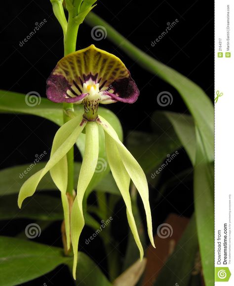 Edge Garden, Flying Duck Orchid, Orchid Field, Bee Orchid, Orchid Seeds, Bee Orchid Flower, Orchid Images, Orchid Varieties, Orchid Yellow