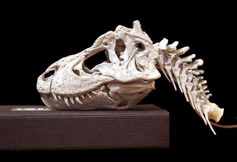 Tyrannosaurus Rex Skeleton, Prehistoric Animals Dinosaurs, Dragon Anatomy, Dinosaur Sketch, Skull Reference, Fossil Bones, Dinosaur Skeleton, Skeleton Bones, Dinosaur Bones