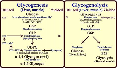 Pentose Phosphate Pathway, What Is Intelligence, Carbohydrate Metabolism, Metabolic Pathways, Biochemistry Notes, Organic Chemistry Study, Mcat Study, Human Body Facts, Chemistry Education