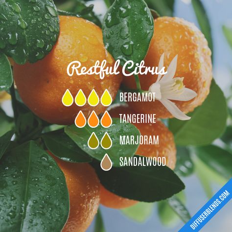 Blend Recipe: 4 drops Bergamot, 3 drops Tangerine, 2 drops Marjoram, 1 drop Sandalwood Davana Essential Oil, Essential Oil Diffuser Blends Recipes, Yl Essential Oils, Essential Oil Diffuser Recipes, Oil Diffuser Recipes, Cedarwood Oil, Essential Oil Mixes, Essential Oil Blends Recipes, Aromatherapy Blends