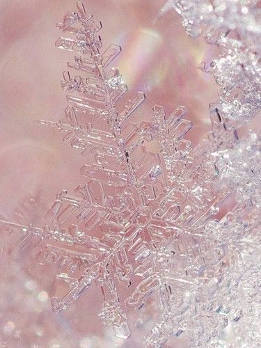 Snow Crystal, Days Till Christmas, Pink Snow, Crystal Snowflakes, I Love Winter, Ice Crystals, Davao, Winter Beauty, Winter Wonder