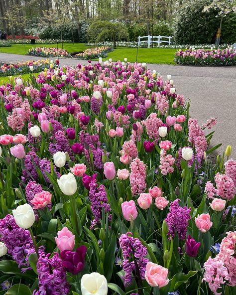 Hyacinths And Tulips, Pretty Flowers Garden, Tulips And Lavender Garden, Tulip Display Gardens, Tulip Flower Bed Front Yards, Garden Tulips Ideas, Tulip And Hyacinth Garden, Hyacinth Garden Ideas, Tulips Along Walkway