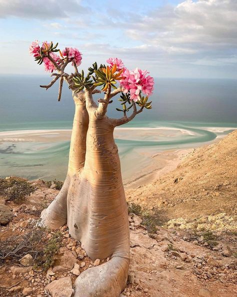 Socotra Island Yemen, Socotra Island, Socotra, Flower Farmer, Yemen, Fresh Flowers, Beautiful Nature, Trees, Flowers