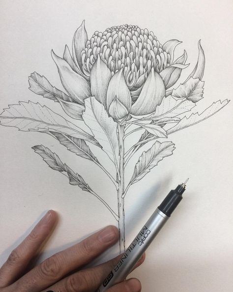 Waratah Flower Tattoo, Waratah Tattoo, Waratah Flower, Floral Sketches, Plant Drawings, Native Flowers, Old School Tattoo Designs, Botanical Tattoo, New School Tattoo