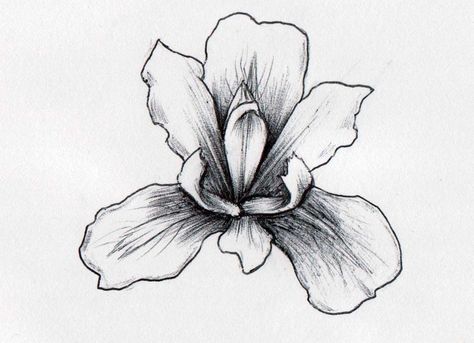 my drawing of an iris - drawn in pencil then shaded with black pen Month Tattoos, Iris Flower Tattoo, Iris Drawing, Wildflowers Tattoo, Iris Tattoo, Pencil Drawings Of Flowers, Kunst Tattoos, Iris Flower, Desenho Tattoo