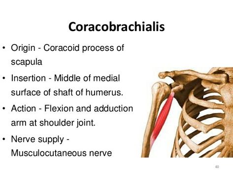 Coracobrachialis  @https://www.pinterest.com/USATRENDINGSPORTS Coracobrachialis Muscle, Hand Therapy Exercises, Facial Massage Steps, Anatomy Education, Massage At Home, Physical Therapy School, Human Muscle Anatomy, Remedial Massage, Relax Massage