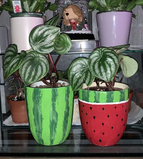 What do you guys think about my hand painted pots for my Peperomia watermelon? #diy #gardening #garden #home Peperomia Watermelon, Hand Painted Pots, Watermelon Painting, Plants And Pots, Terra Cotta Pot Crafts Diy, Flower Pot People, Plant Pot Design, Flower Pot Art, Terra Cotta Pot Crafts