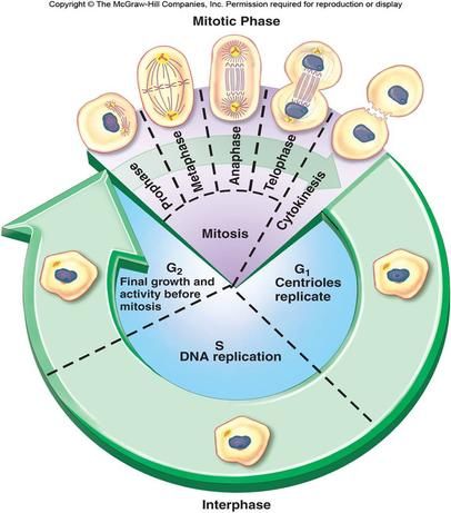 Blendspace | Cell Cycle Virtual Investigation Biology Worksheet, Study Biology, Biology Classroom, High School Biology, Cell Cycle, Ap Biology, Biology Teacher, Biology Lessons, Teaching Biology