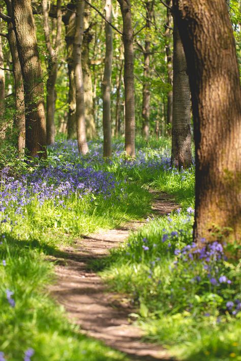 Winding Path - Sunlit path head winding through the trees and bluebells in Southwick Wood. Paths Through The Woods, Garden Reference Photo, Woods Picture Ideas, Path Drawing Ideas, Scenery Reference Photos, Path In Woods, Landscape Reference Photos, Tree Lined Path, Spring Landscape Photography