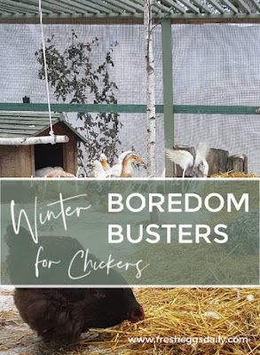 Chicken Boredom, Chicken Coop Winter, Chicken Flock, Chickens In The Winter, Duck Coop, Chicken Toys, Chicken Keeping, Backyard Chicken Coop Plans, Backyard Chicken Farming